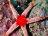 filippinerna_dykresa_atlantis_dive_college_seastar